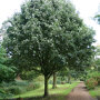 Sorbus aria 'Lutescens'